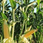 Gwamnatin Najeriya ta fitar da sabon tsari ga manoma