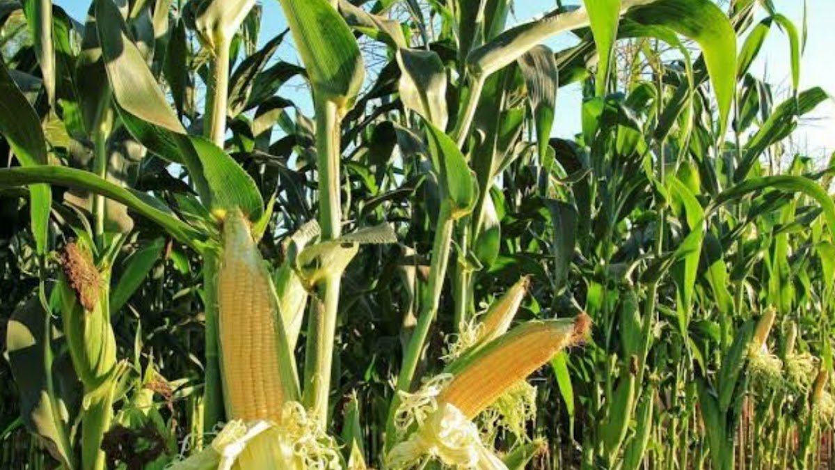 Gwamnatin Najeriya ta fitar da sabon tsari ga manoma